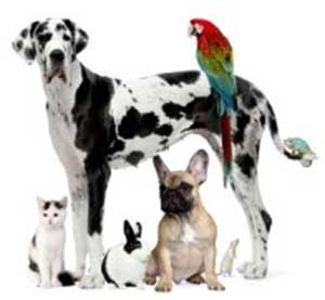 Pet Medications pets